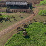 João Eustáquio De Almeida Junior analisa os principais fatores que impactam a rentabilidade na pecuária de corte e os desafios do campo.João Eustáquio De Almeida Junior analisa os principais fatores que impactam a rentabilidade na pecuária de corte e os desafios do campo.