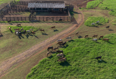 João Eustáquio De Almeida Junior analisa os principais fatores que impactam a rentabilidade na pecuária de corte e os desafios do campo.João Eustáquio De Almeida Junior analisa os principais fatores que impactam a rentabilidade na pecuária de corte e os desafios do campo.