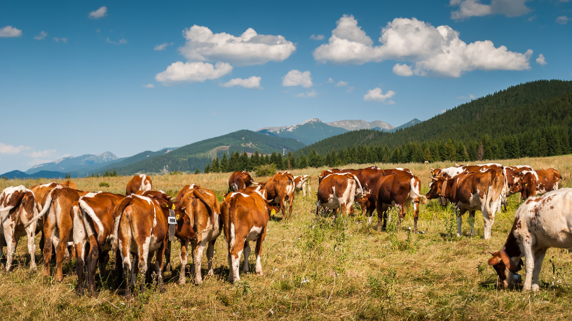 Na visão de João Eustáquio De Almeida Junior, entender custos, manejo e mercado é essencial para aumentar a rentabilidade na pecuária de corte.